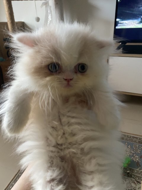 Loki - Persian Cat