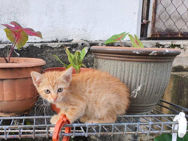 Calico And Ginger - Domestic Short Hair Cat