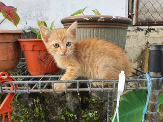 Calico And Ginger - Domestic Short Hair Cat