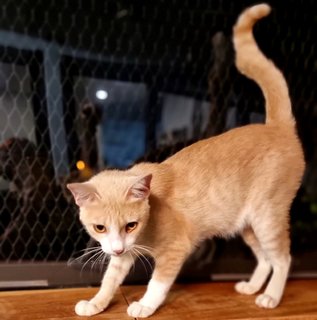 Marché - Domestic Short Hair Cat