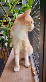 Marché - Domestic Short Hair Cat