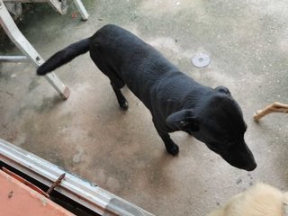 Cooper - Labrador Retriever Mix Dog