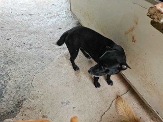 Cooper - Labrador Retriever Mix Dog