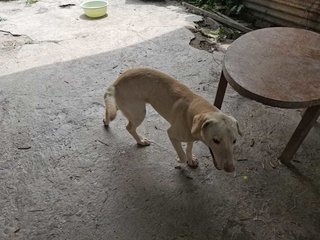 Milo &amp; Webster - Labrador Retriever Mix Dog