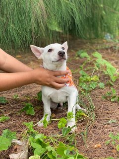 Toby Boy - Mixed Breed Dog