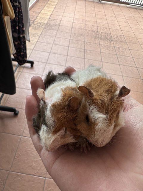 The Cookie Brothers - Guinea Pig Small & Furry