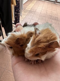 The Cookie Brothers - Guinea Pig Small & Furry