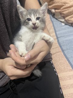 Gray  And White - Domestic Long Hair Cat