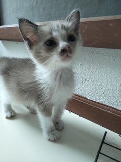 Toffee - Domestic Short Hair + Snowshoe Cat