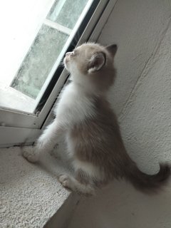 Toffee - Domestic Short Hair + Snowshoe Cat