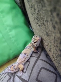 Leopard Gecko - Gecko Reptile