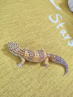 Leopard Gecko - Gecko Reptile