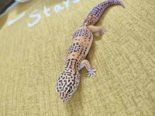 Leopard Gecko - Gecko Reptile