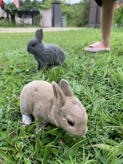 Bunnies - Mini Rex Rabbit