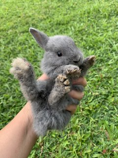 Bunnies - Mini Rex Rabbit