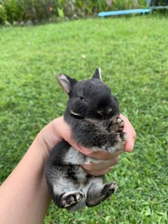 Bunnies - Mini Rex Rabbit