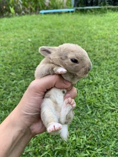 Bunnies - Mini Rex Rabbit