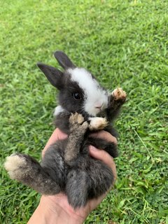 Bunnies - Mini Rex Rabbit