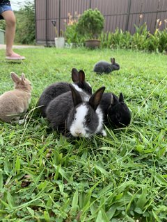 Bunnies - Mini Rex Rabbit