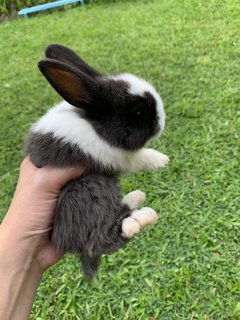 Bunnies - Mini Rex Rabbit