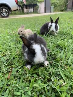 Bunnies - Mini Rex Rabbit