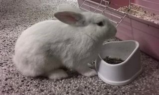 Mr Wabbit - Florida White Rabbit