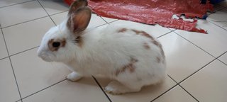 Bella - Angora Rabbit + Lionhead Rabbit