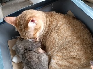 Lucky - Domestic Short Hair + Tabby Cat