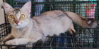 Pretty - Domestic Long Hair Cat