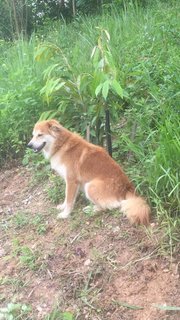 Whiskey/happy/suzie - Golden Retriever Mix Dog