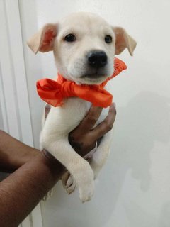 Is La - Mixed Breed Dog