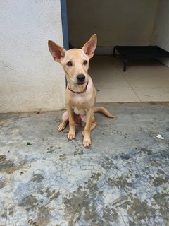 Is La - Mixed Breed Dog