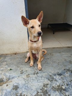 Is La - Mixed Breed Dog