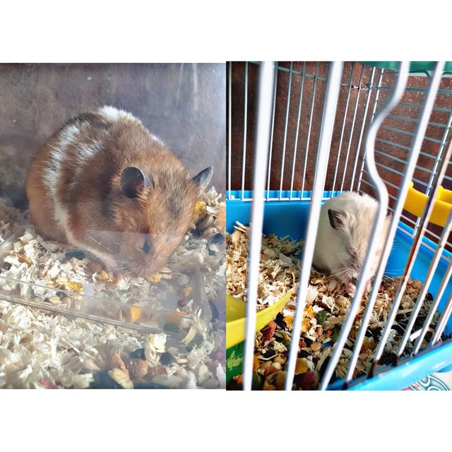 Hamster - Syrian / Golden Hamster Hamster