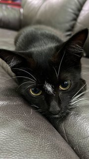 Batman - Domestic Short Hair Cat