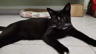 Batman - Domestic Short Hair Cat