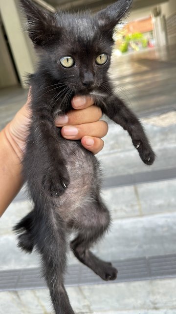 Black Eve - Domestic Medium Hair Cat