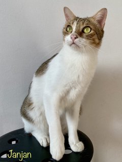 Jan Jan - Domestic Short Hair Cat