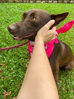 Lucky  - Mixed Breed Dog