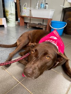 Lucky  - Mixed Breed Dog