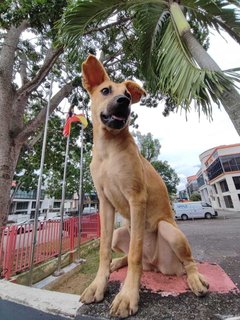 Honey - Carolina Dog Mix Dog