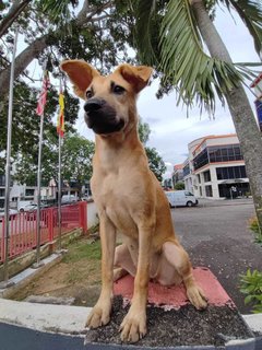 Honey - Carolina Dog Mix Dog