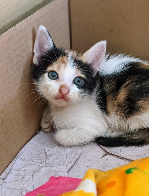 Junior - Calico Cat