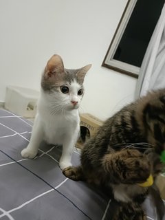 麻麻(Kuala Lumpur) - Domestic Medium Hair Cat