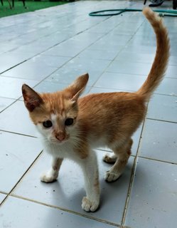 Ginger - Domestic Short Hair Cat