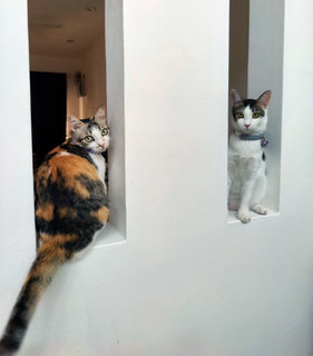 Kimi &amp; Luna - Domestic Short Hair Cat