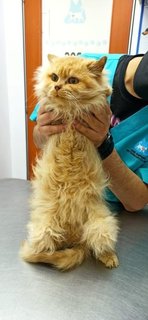 Fifi - Domestic Long Hair Cat