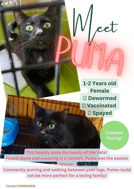 Puma - Domestic Short Hair Cat