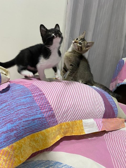 Oreo And Brownie  - Bengal + Tuxedo Cat