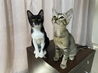 Oreo And Brownie  - Bengal + Tuxedo Cat